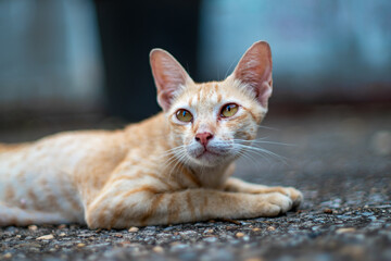 Fototapeta premium Portrait of ginger cat lay on the floor and resting, close up Thai cat