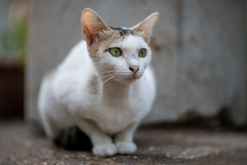 Naklejka na ściany i meble Close up white cat lay on the floor, close up Thai cat