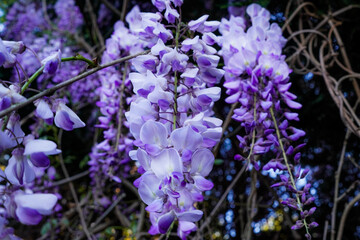Obraz premium A Close up to a Chinese Wisteria Tree Flower 