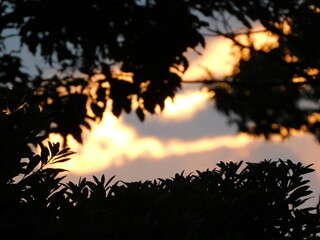 木陰から見た夕日　その①