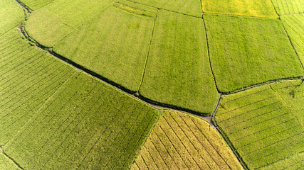 Aerial view of the field rice. The field is square, so it look like patterns