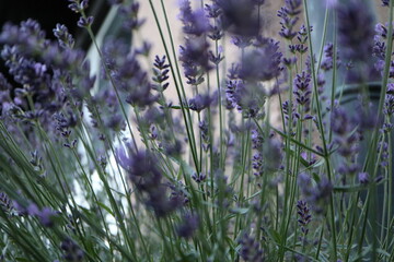 fragrant purple blossoms of lavender (Lavandula angustifolia)
