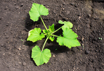 photo young bush zucchini on a bed in a kitchen garden