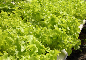 Green oak lettuce in a hydroponic vegetable garden.