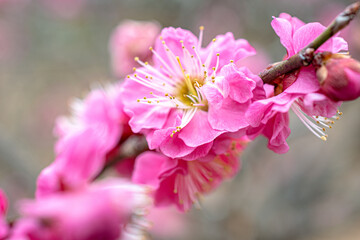 とても良い香りを一面に漂わせる冬の花「梅」