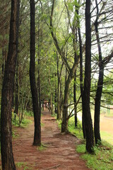 path in the forest