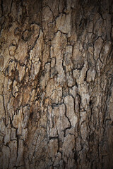 Texture of a tree bark.