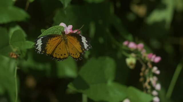 a Radiant Orange butterfly lands on some small pink flowers in a garden. It takes its time, needle to pollen, cycle of nature. Then flies away.