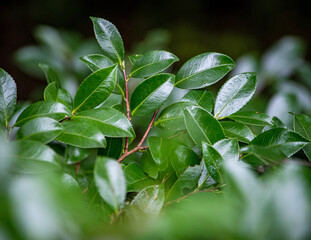 つやつやして表面が光っているツバキの葉