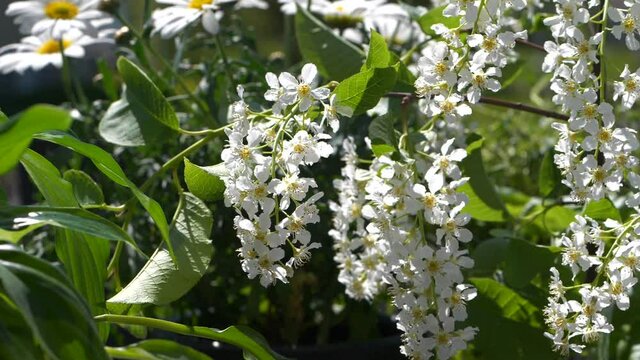 Hackberry Tree (Prunus Padus) and summer flowers