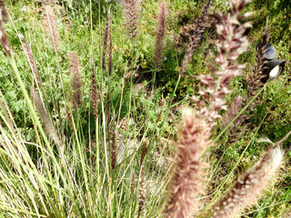 Wild grass weeds puffy cat tail closeup