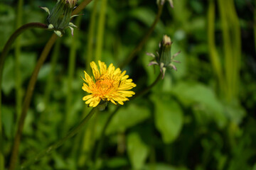 Yellow dandelion on a background of green grass