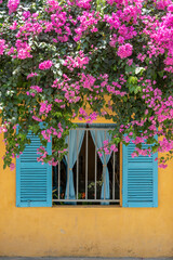 Beautiful pink flowers and a window with blue shutters on a yellow old wall on the street in Hoi An old town, Vietnam