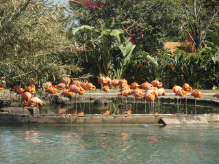 A group of pink flamingos resting in a zoo pond