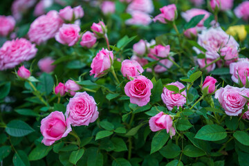 Beautiful pink roses in a tropical garden in the city of Danang, Vietnam