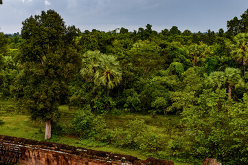 Fototapeta na wymiar It's Cambodian Jungle near the Pre Rup, a temple at Angkor, Cambodia