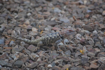 Desert Spiny Lizard