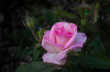 Beautiful flower of the Hybrid Tea Rose Pink Promise with a bud in a rose garden