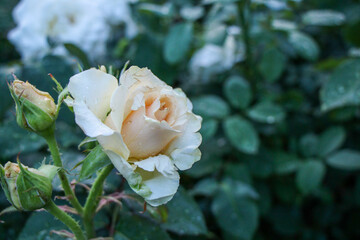 Delicate cream rose in raindrops