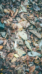 Texture of dry leaves lying on the ground. Natural background top view