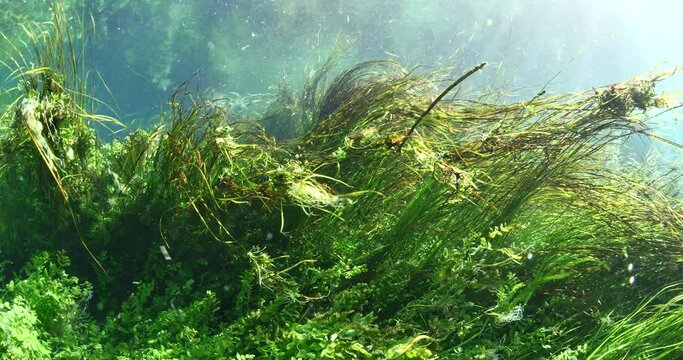underwater freshwater lake river spring scenery with grasses and algae reflections and sun beams