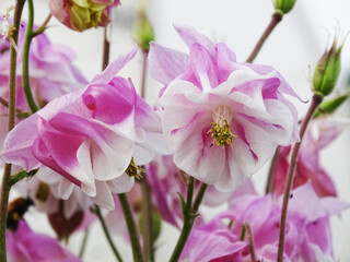 Pink flowers of Aquilegia. Bright flowers bottom view