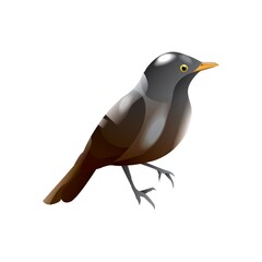 rufous-bellied thrush