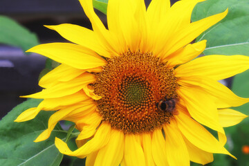Fototapeta premium A large bumblebee sits on a flower of a sunflower on a sunny day. Selective focus