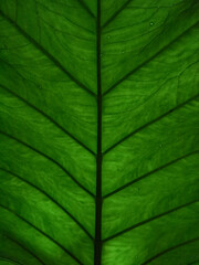 green leaf texture