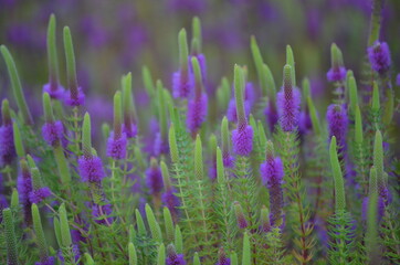 Close up of  wild mountain flowers