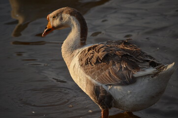 Close up of a duck bathing in water with the morning sunshine 