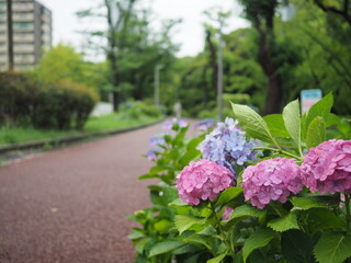 Obraz premium 紫陽花