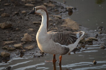 Close up of a duck bathing in water with the morning sunshine 