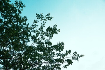 The tree and the sky