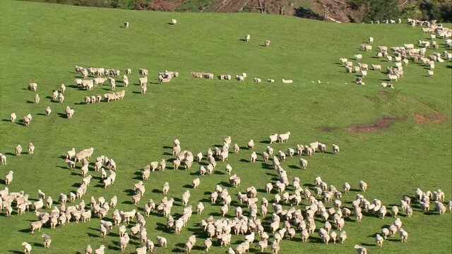 Sheep, New Zealand