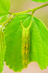 木の枝に止まり葉っぱを食べている国蝶オオムラサキの幼虫
