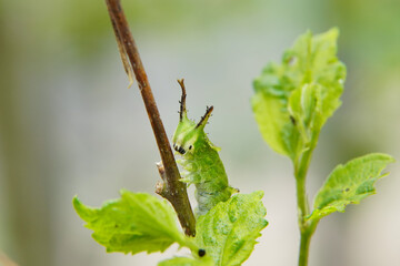 木の枝に止まっている国蝶オオムラサキの幼虫