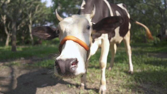 Closeup of cow's face in forest under sunlight in field, funny cow looking at camera, slow motion