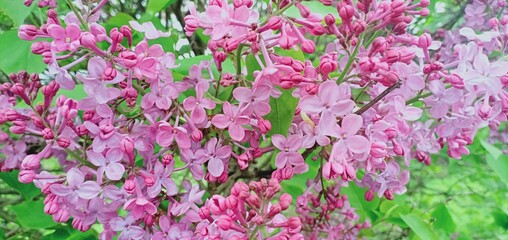 White and Pink Lilac flowers taken in highland Park Rochester