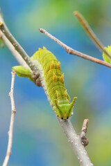 木の枝に止まっている国蝶オオムラサキの幼虫