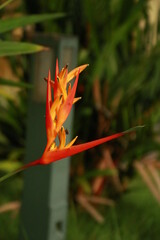 Obraz premium nature flowers green beauty