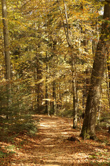 Path through a beech forest, Bieszczady Mountains
