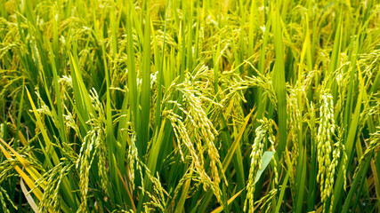Close up of yellow green rice field