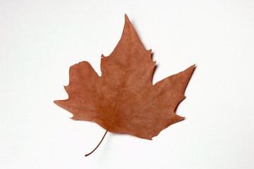 Tree Leaf, Close Up against white background.