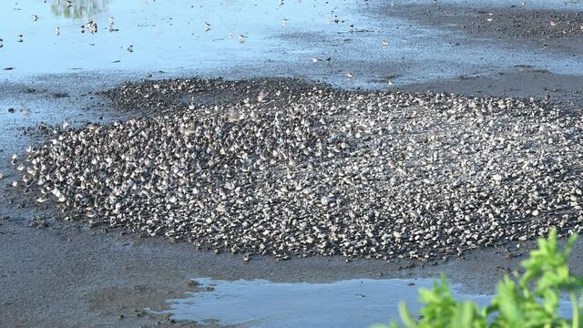 Thousands of Shorebirds on an Island in the Middle of the Marsh