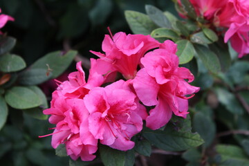 Obraz premium Pink Flower Close up