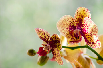Obraz na płótnie Canvas Phalaenopsis orchid. Beautiful flowers macro.