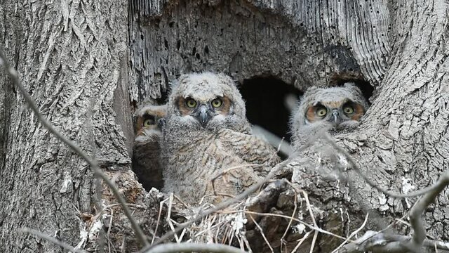 Three Great Horned Owlets sitting in a Tree Nest