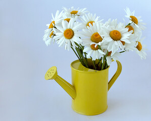 A beautiful bouquet of white wild daisies in a yellow watering can
