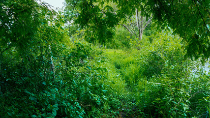 Green wild shrubs plant photo for background